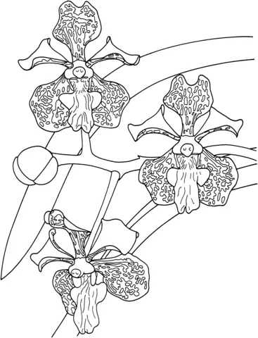 Orchideen Ausmalbilder 20