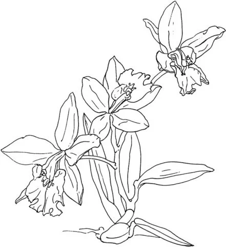 Orchideen Ausmalbilder 3