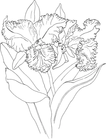 Orchideen Ausmalbilder 37