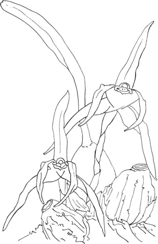 Orchideen Ausmalbilder 58