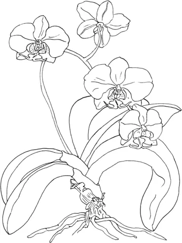 Orchideen Ausmalbilder 7