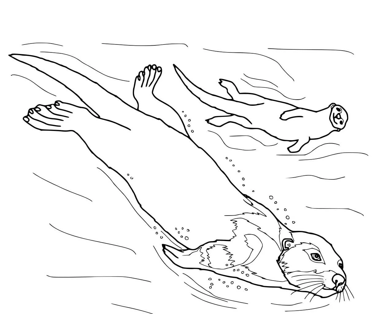 Otter Ausmalbilder 34