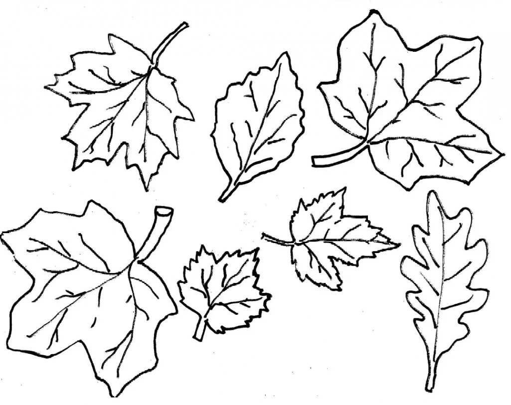 Desenhos de Folha de Palmeira Para Colorir 20