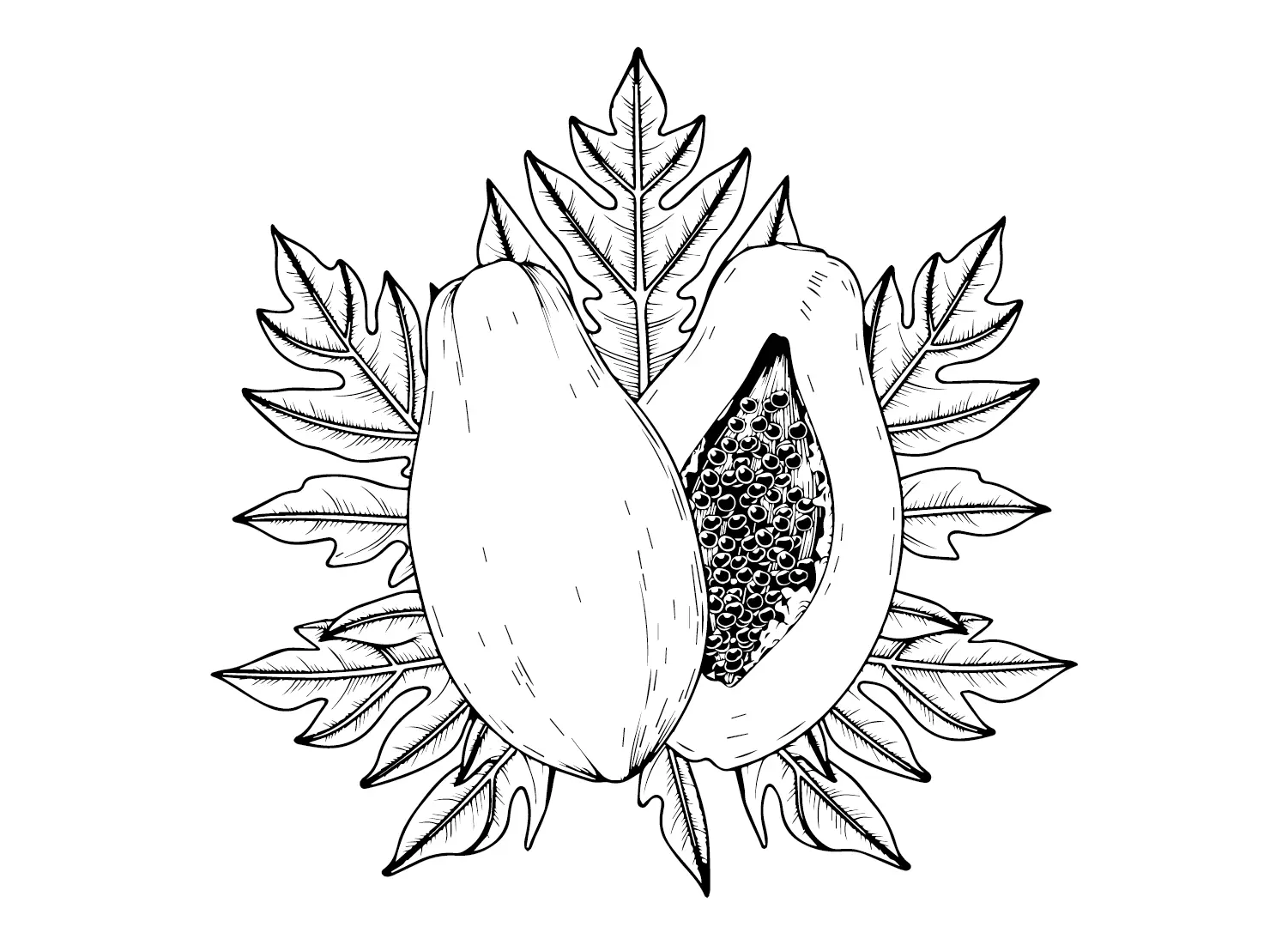 Desenhos de Mamao Para Colorir