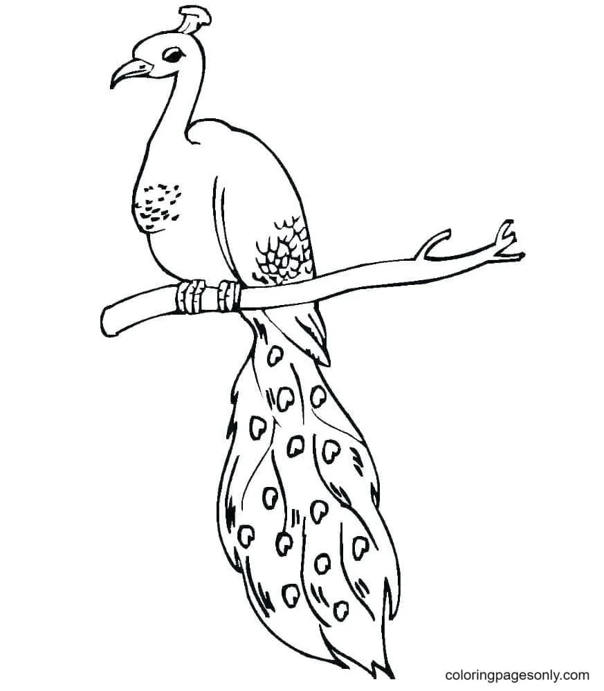 Desenhos de Pavao Para Colorir 9