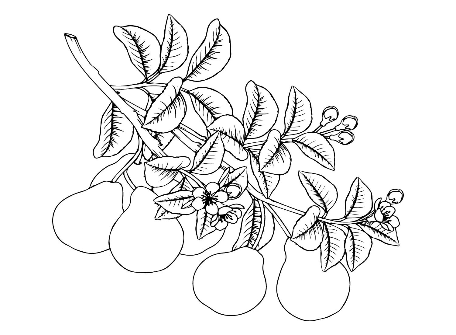 Desenhos de Peras Para Colorir 16