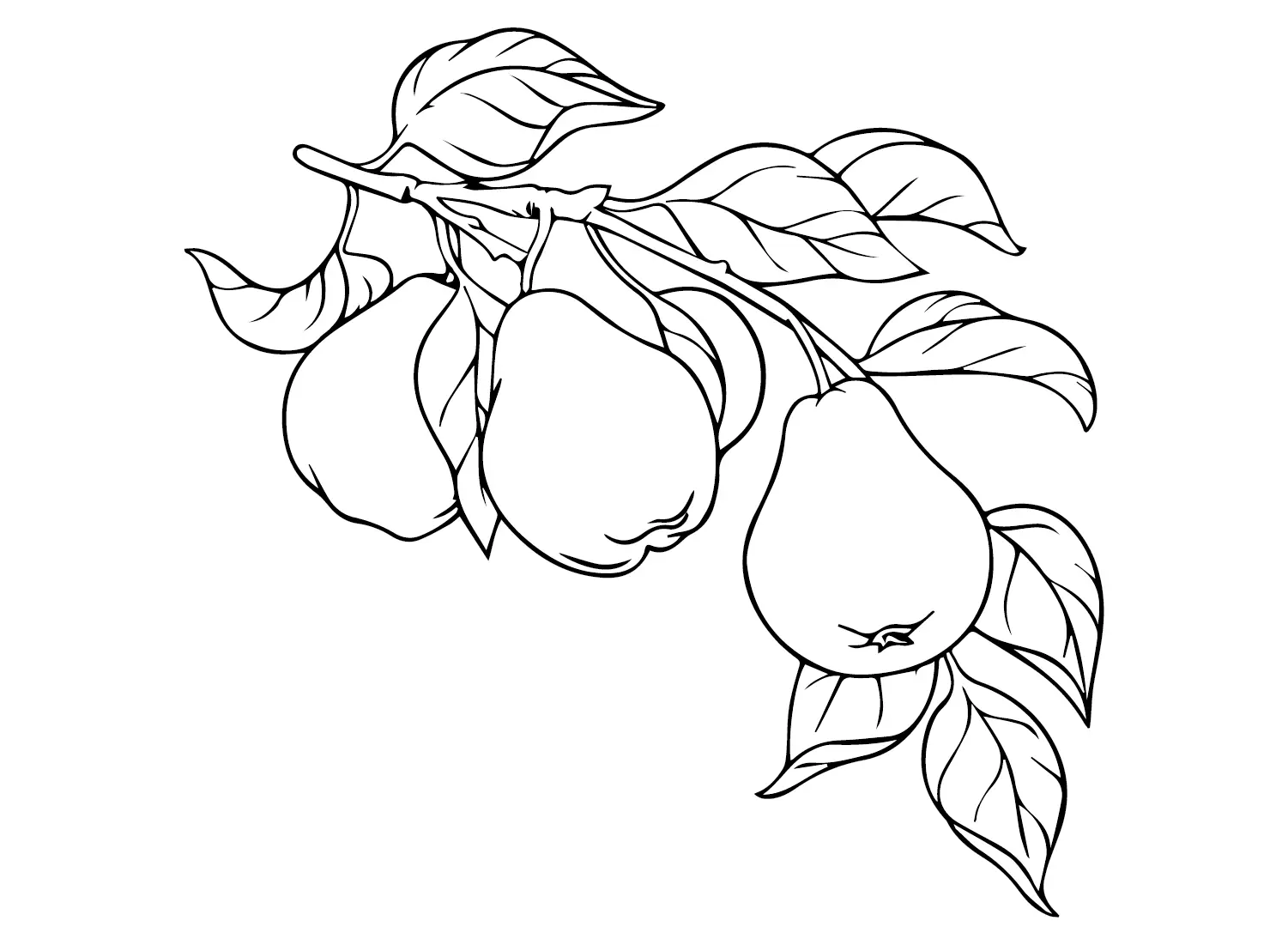 Desenhos de Peras Para Colorir 22