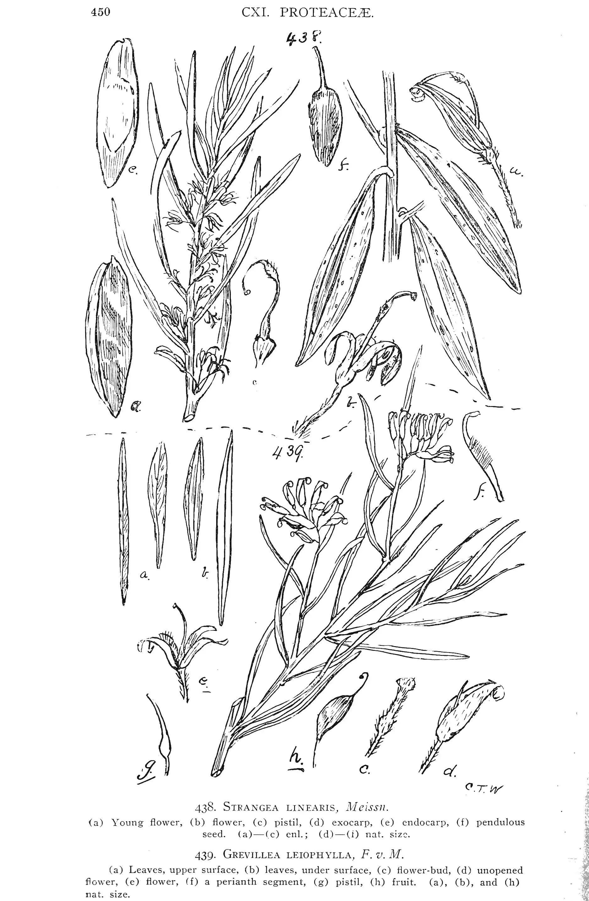 Protea Ausmalbilder 1