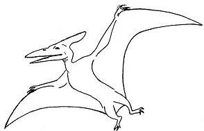 Pteranodon Ausmalbilder 1