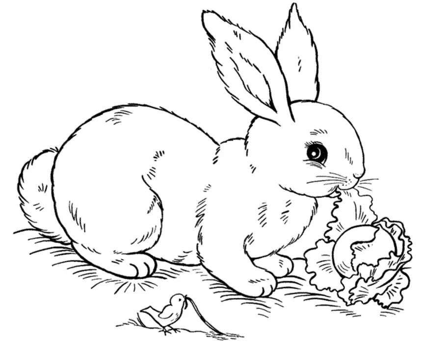 Rabbit Coloring Pages 3