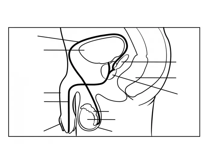 Reproductive System Coloring Pages 15