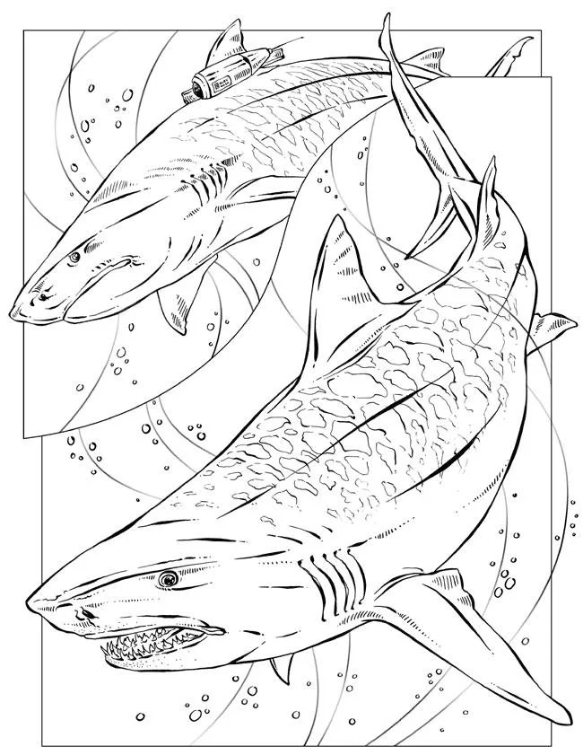 Haifisch Ausmalbilder 43