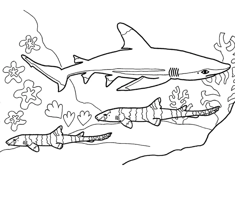 Haifisch Ausmalbilder 6