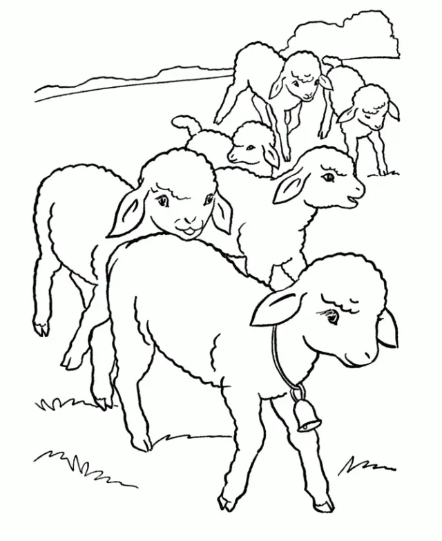 Schaf Ausmalbilder 14