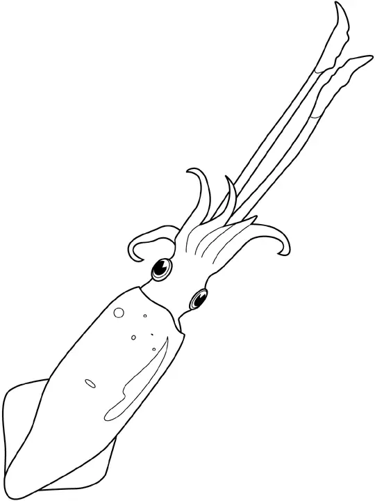 Tintenfisch Ausmalbilder 46