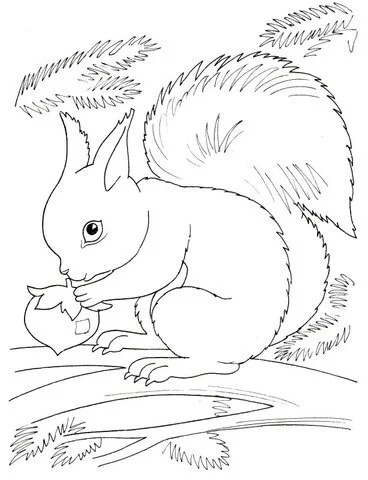 Desenhos de Esquilo Para Colorir 112