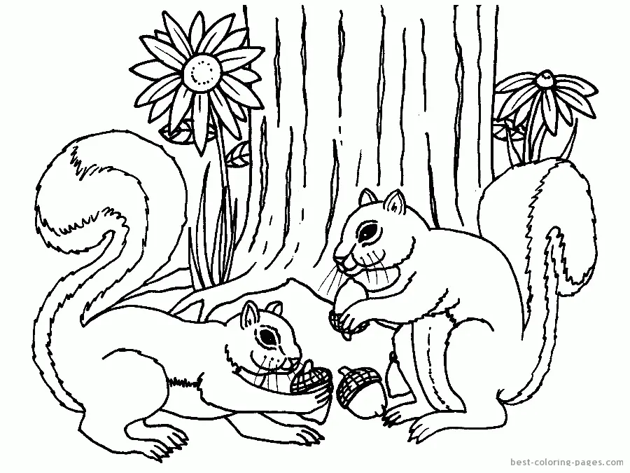 Desenhos de Esquilo Para Colorir 19