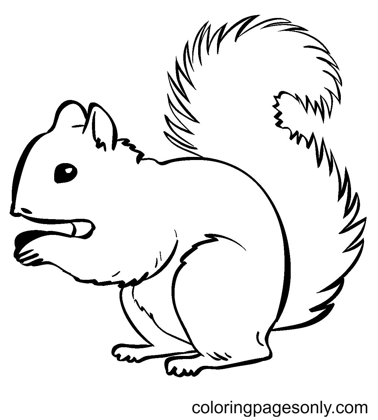 Desenhos de Esquilo Para Colorir 66