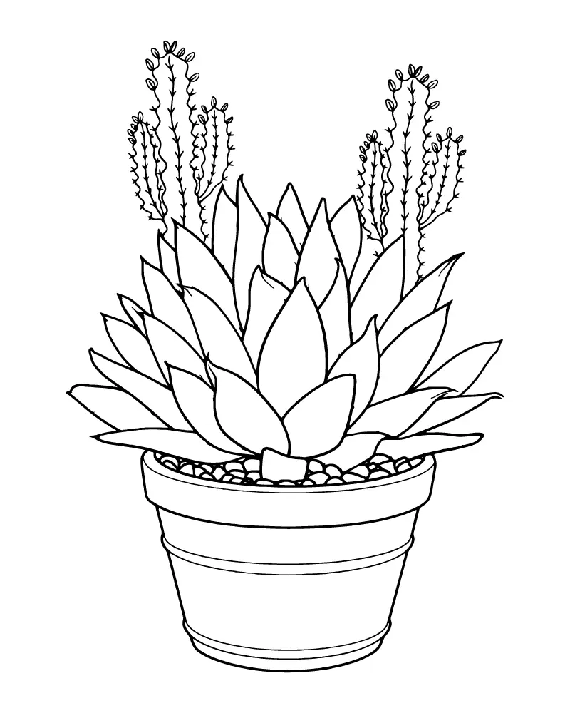 Suculentas Para Colorear 6