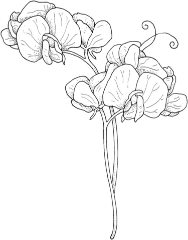 Guisante Dulce Para Colorear 5