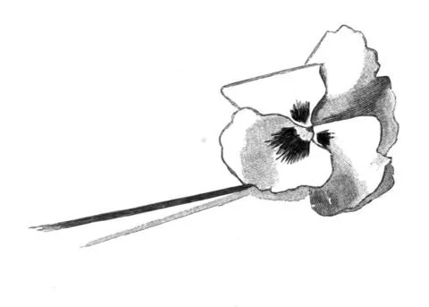 Ausmalbilder Violette 23