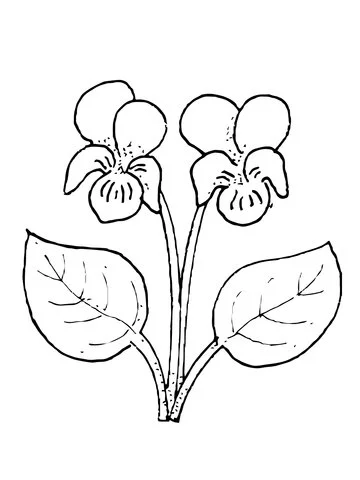 Ausmalbilder Violette 3