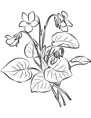 Ausmalbilder Violette 5