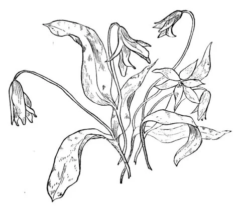 Ausmalbilder Violette 9
