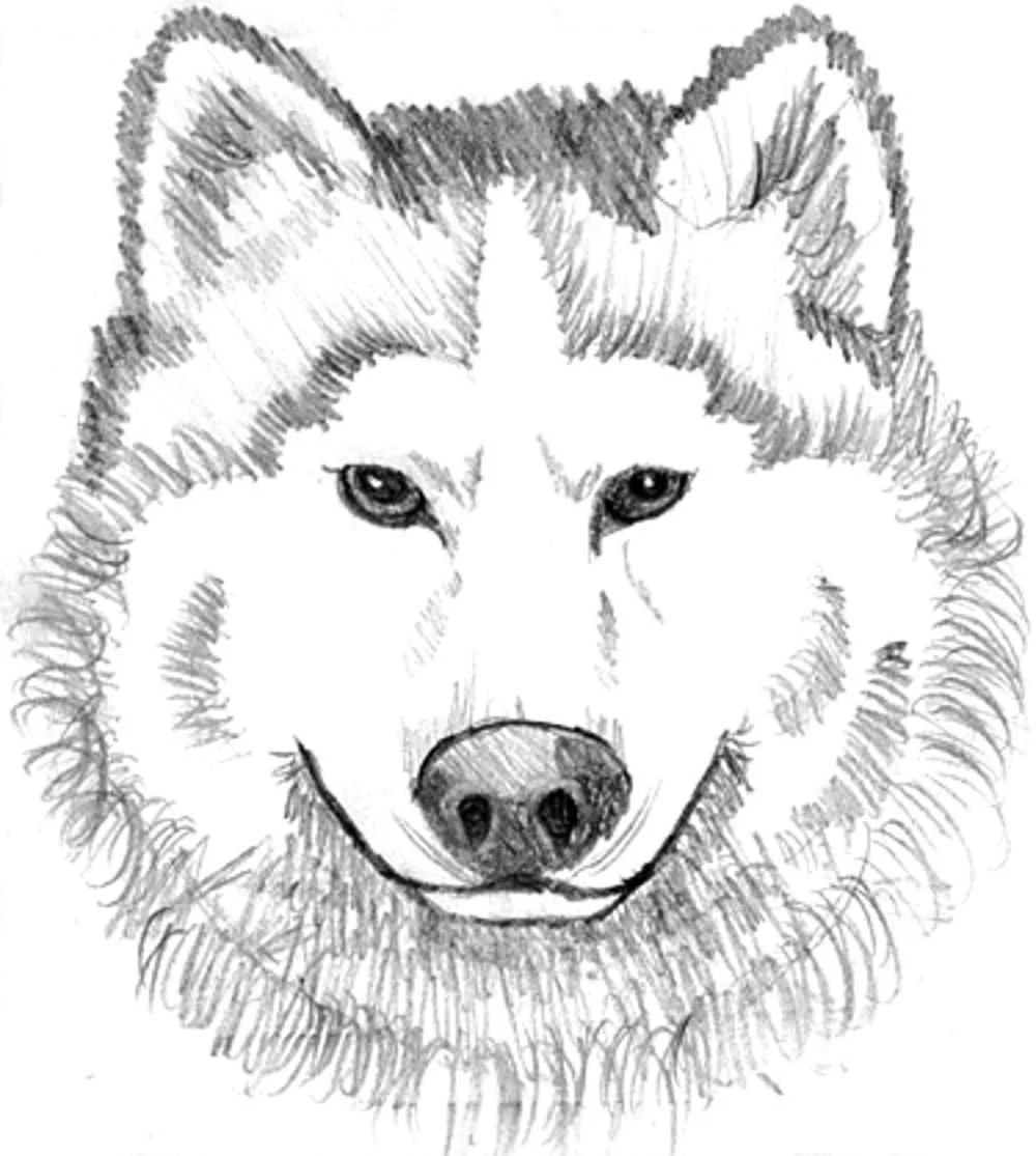 Wolf Ausmalbilder 4